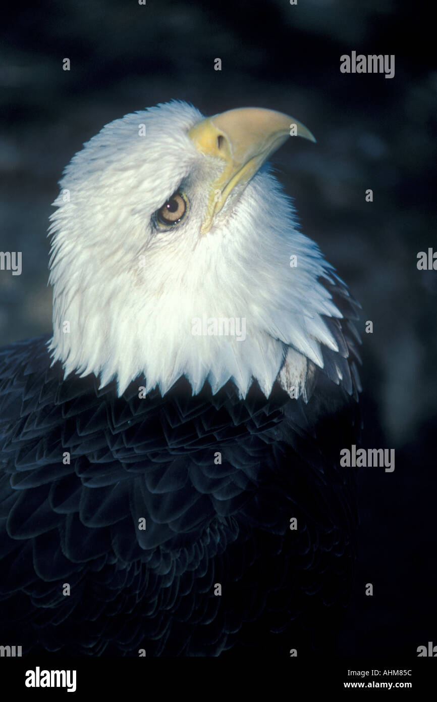 Bald Eagle Stock Photo