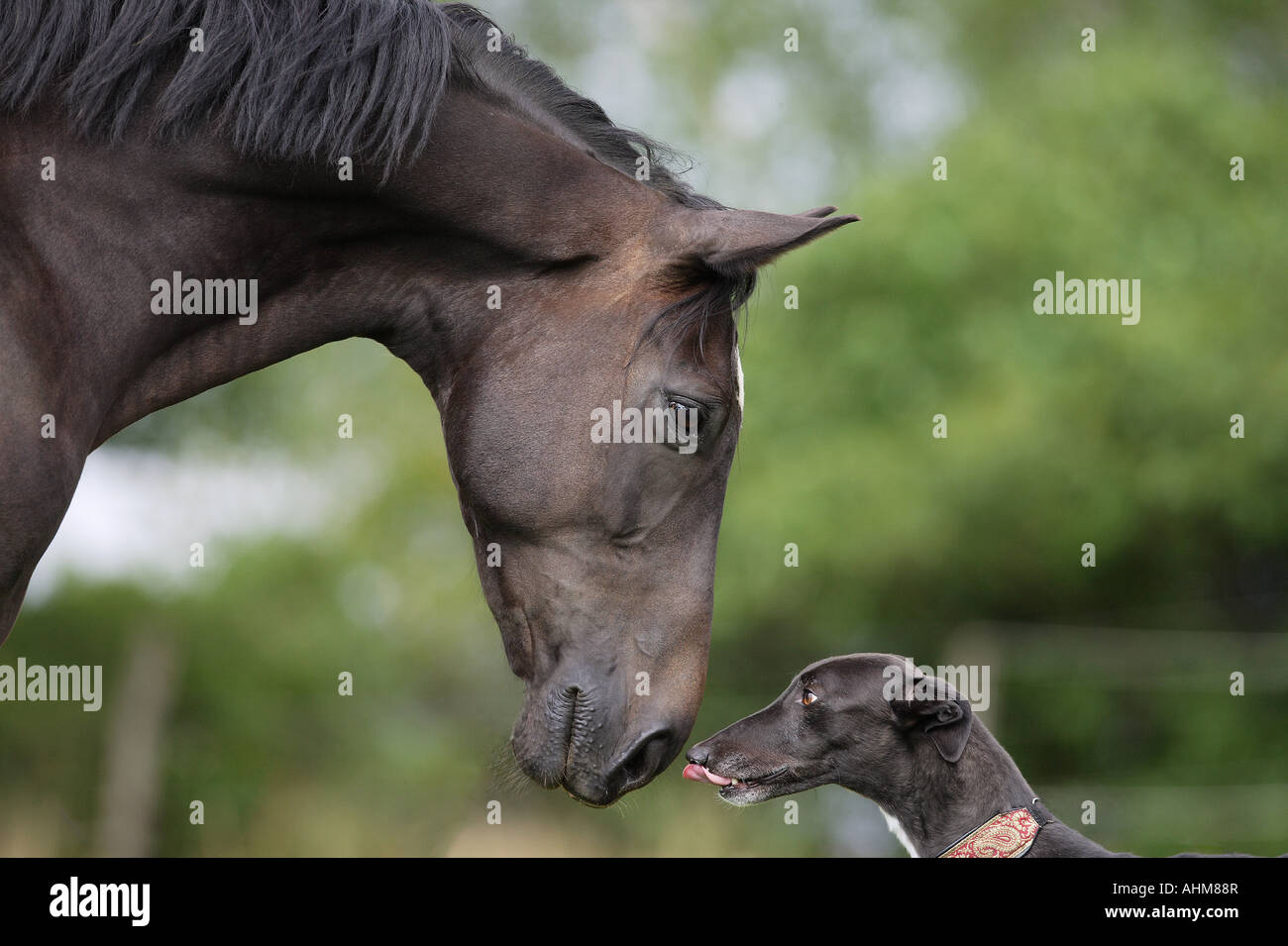 animal friendship - horse and Greyhound Stock Photo