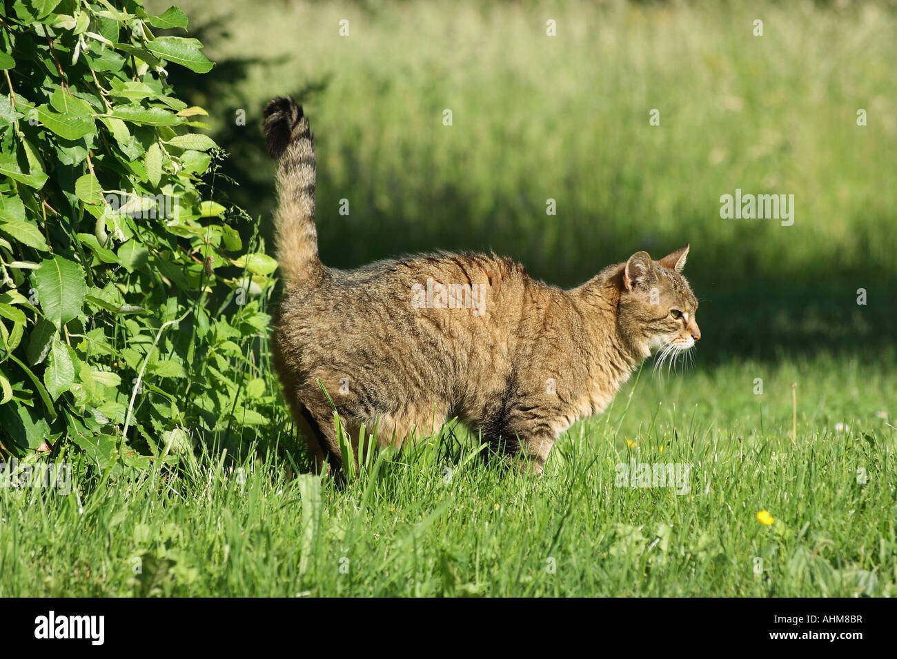 domestic cat marking its territory Stock Photo Alamy