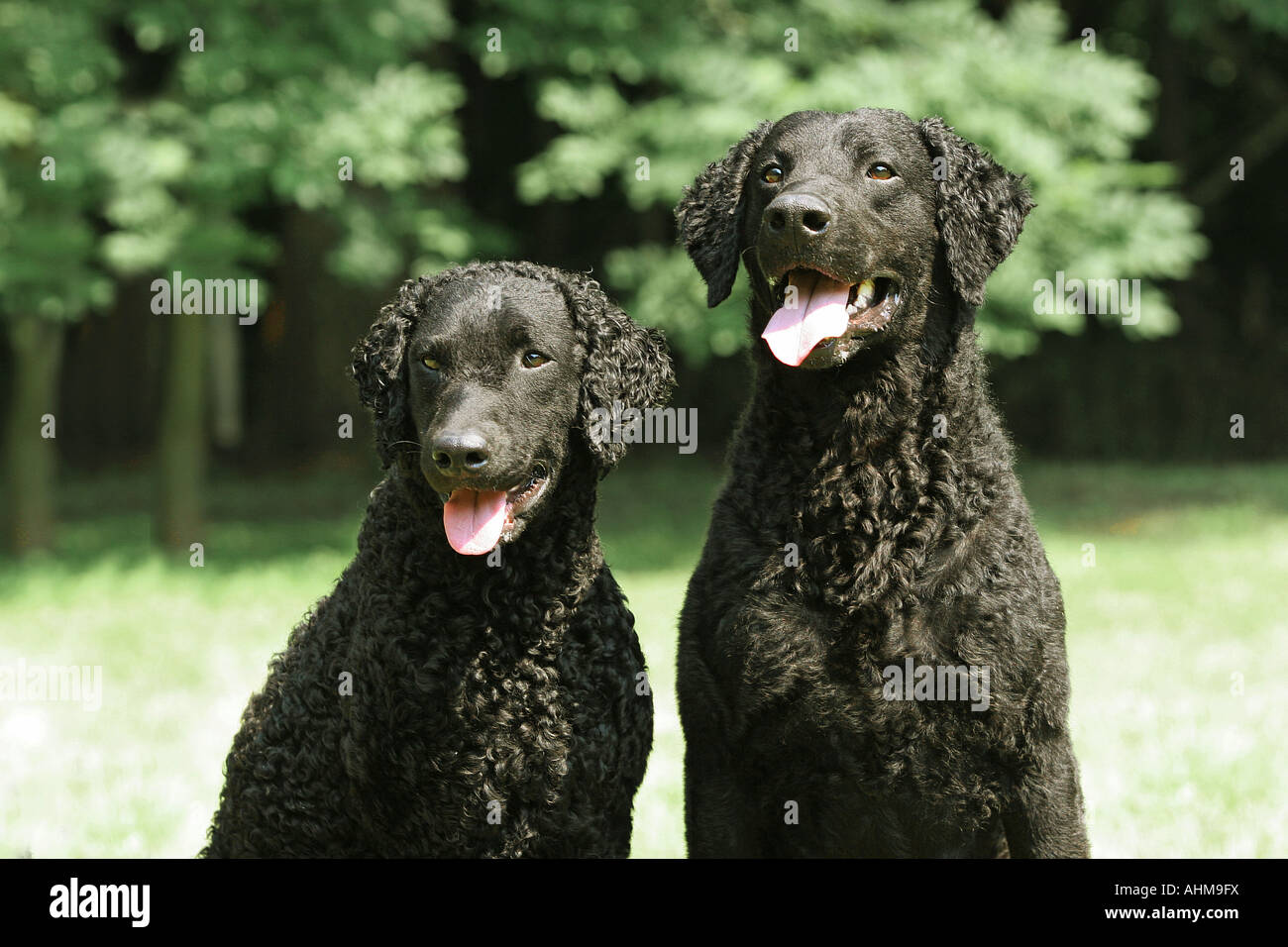 two CurlyCoated Retriever sitting in the meadow Stock Photo Alamy