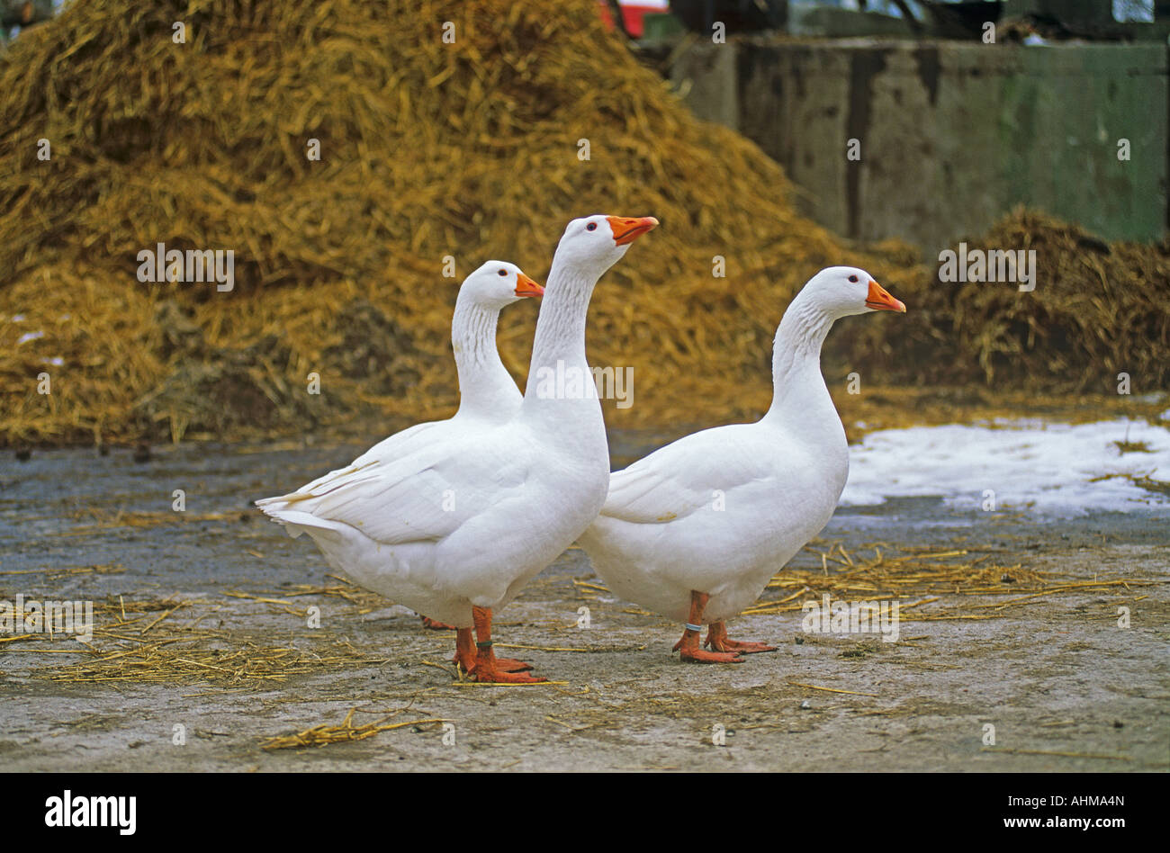Geese bird animal Stock Photo - Alamy