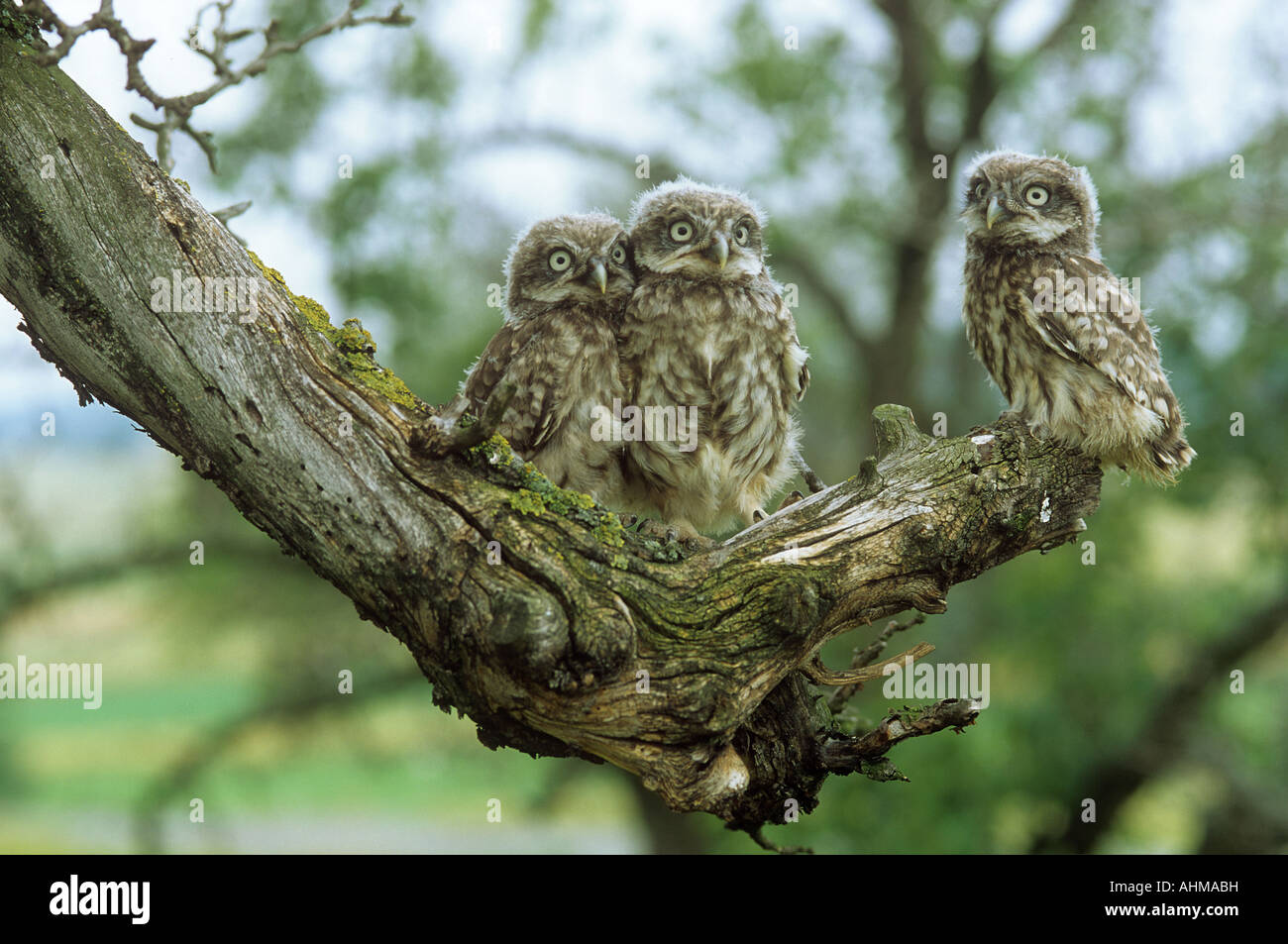 Olive Tree Branch With Owl The Olive Tree Symbol Of Immortality