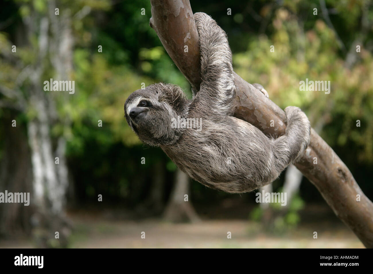 Brown throated three toed sloth Bradypus variegatus Youngster Brazil Stock Photo