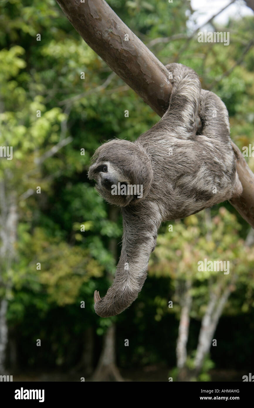 Brown throated three toed sloth Bradypus variegatus Youngster Brazil Stock Photo