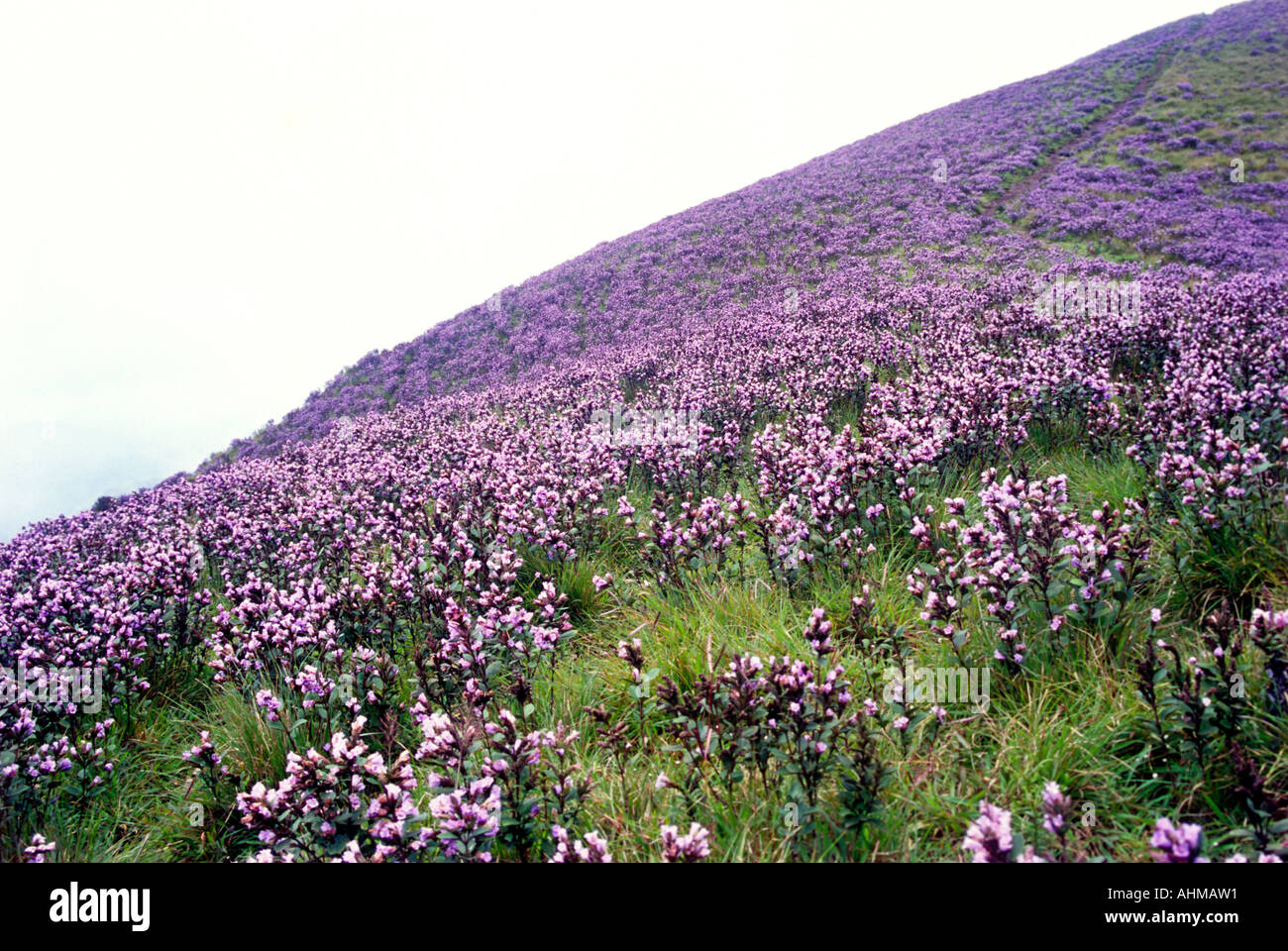 NEELAKURINJI IN FULL BLOOM IN MUNNAR Stock Photo