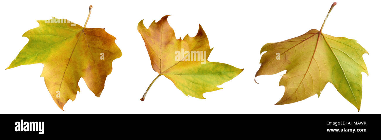 autumn leaves Stock Photo