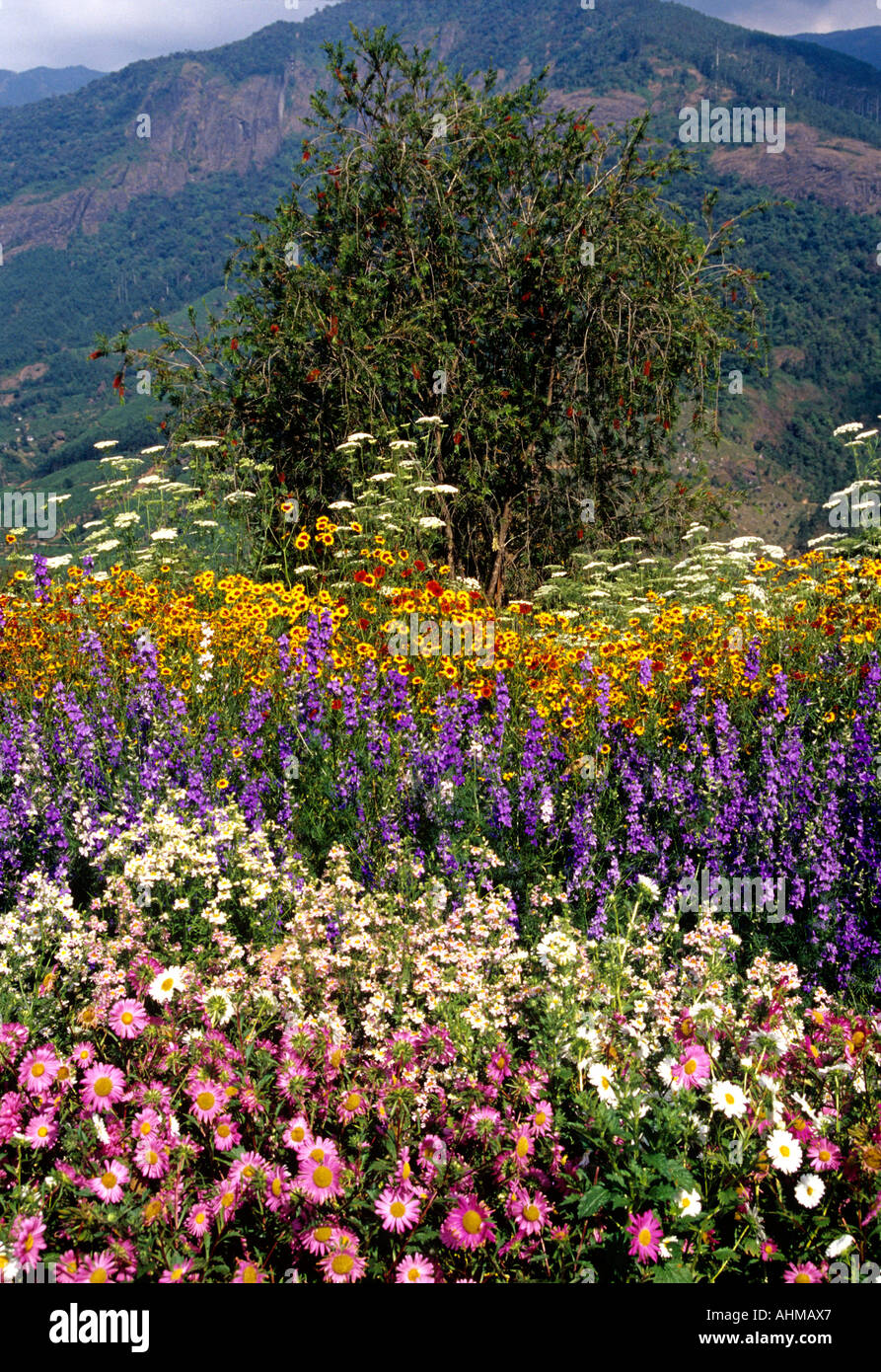 FLOWER GARDEN IN MATTUPETTY KERALA Stock Photo Alamy