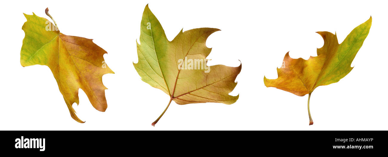 autumn leaves Stock Photo