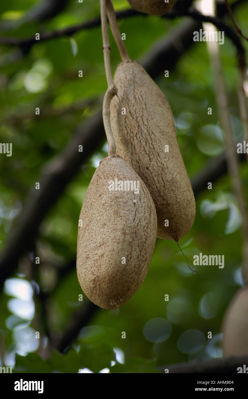 Sausage tree Kigelia africana Stock Photo - Alamy