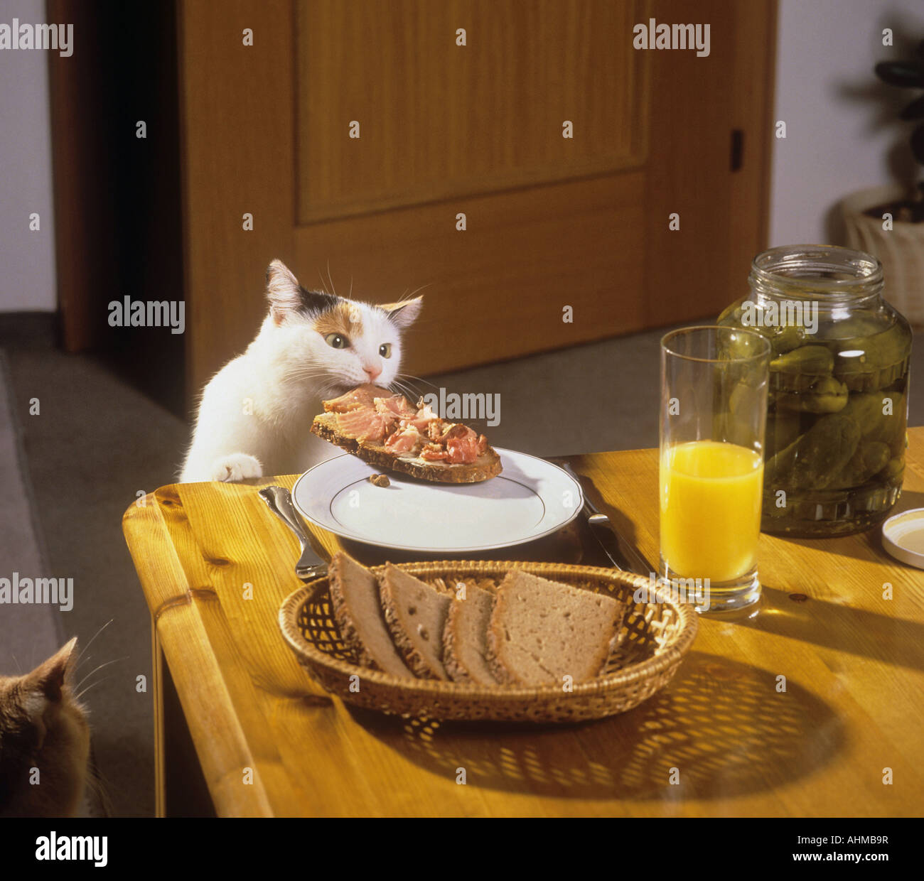 bad habit : cat at table - munching bread Stock Photo