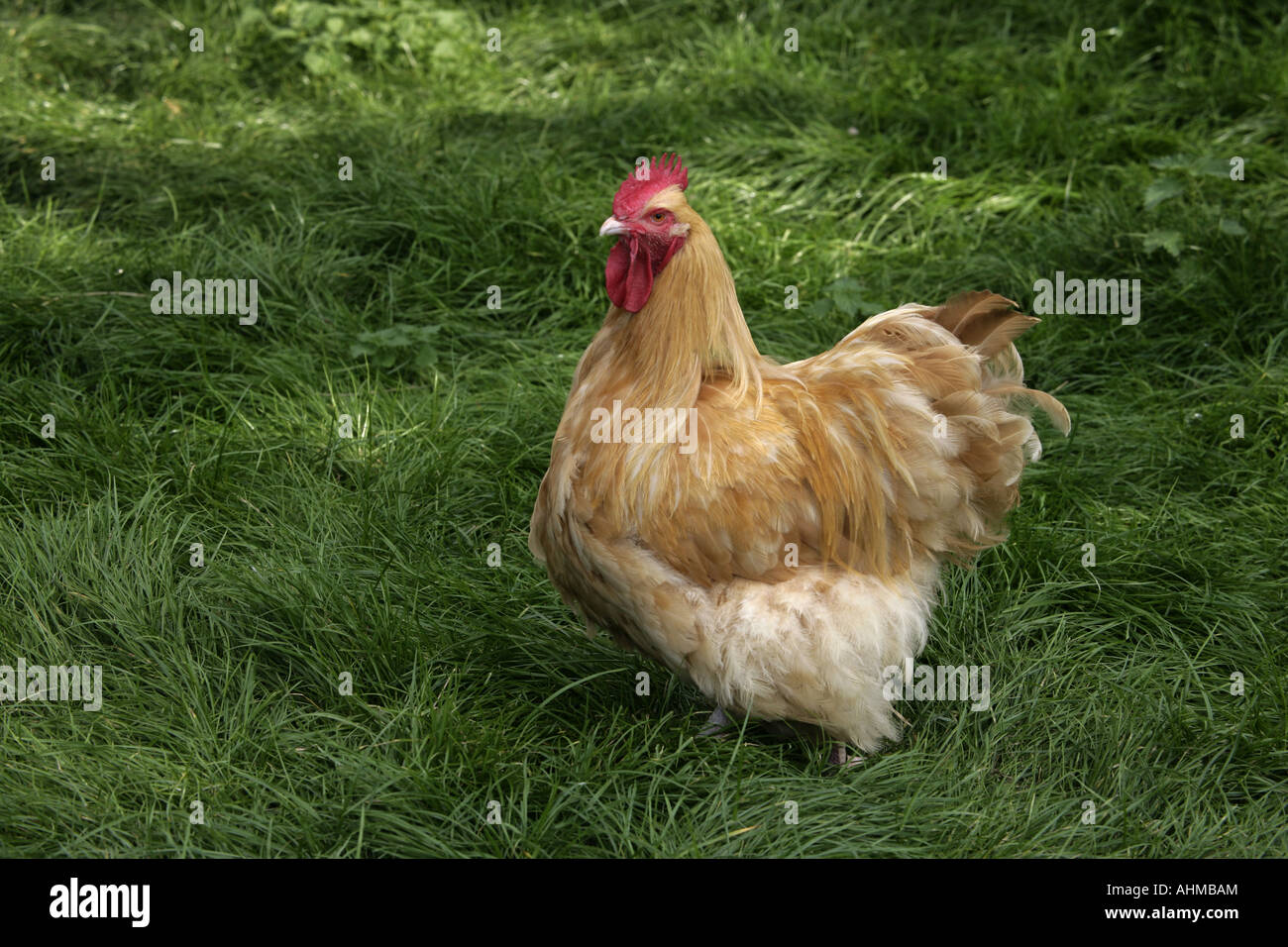 Buff orpington Domestic breed of fowl Warwickshire Stock Photo