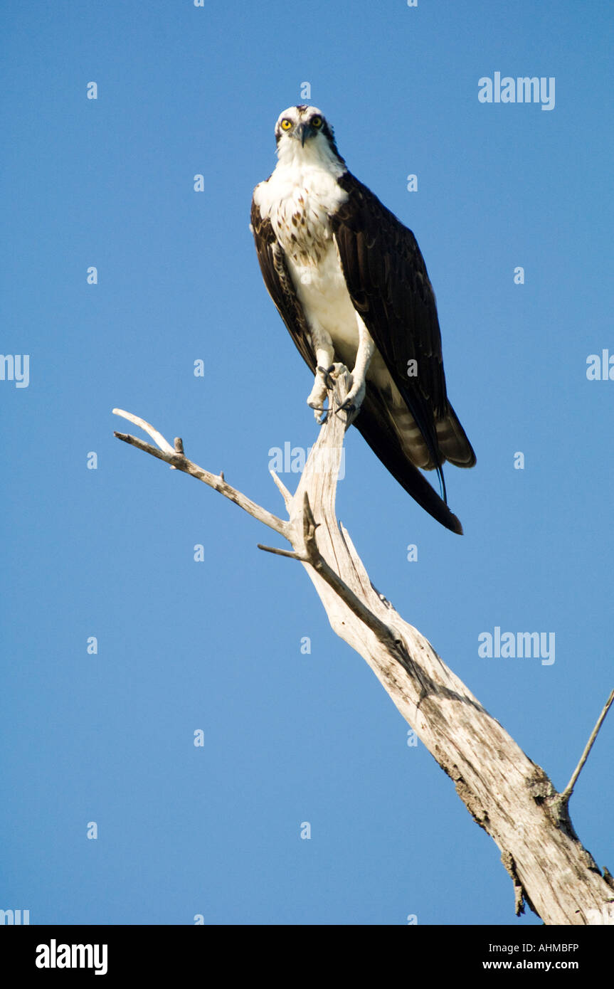 Florida Keys Osprey pearched on tree branch scans the Caribbean ocean