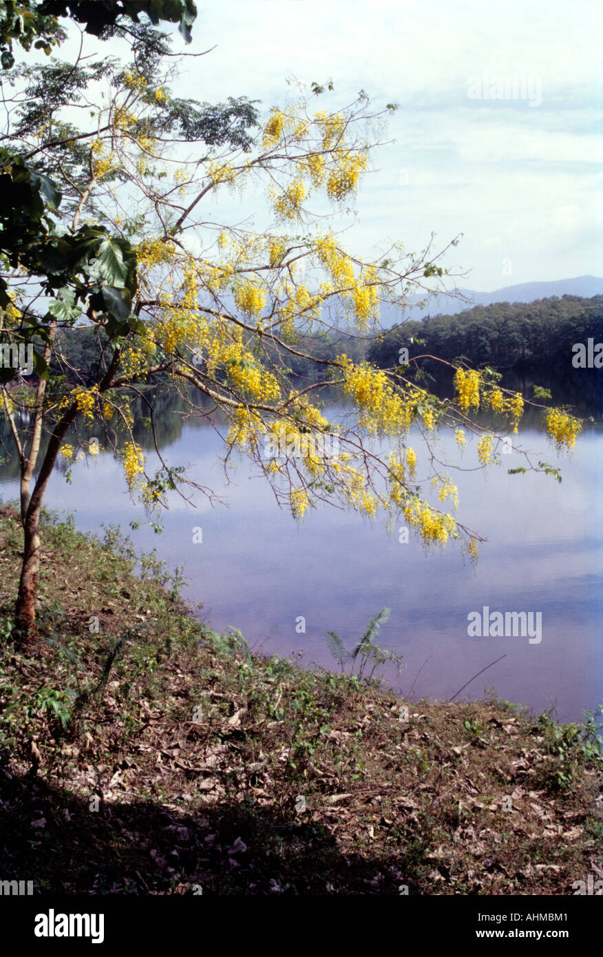 CASSIA FISTULA IN PARAMBIKKULAM PALAKKAD Stock Photo