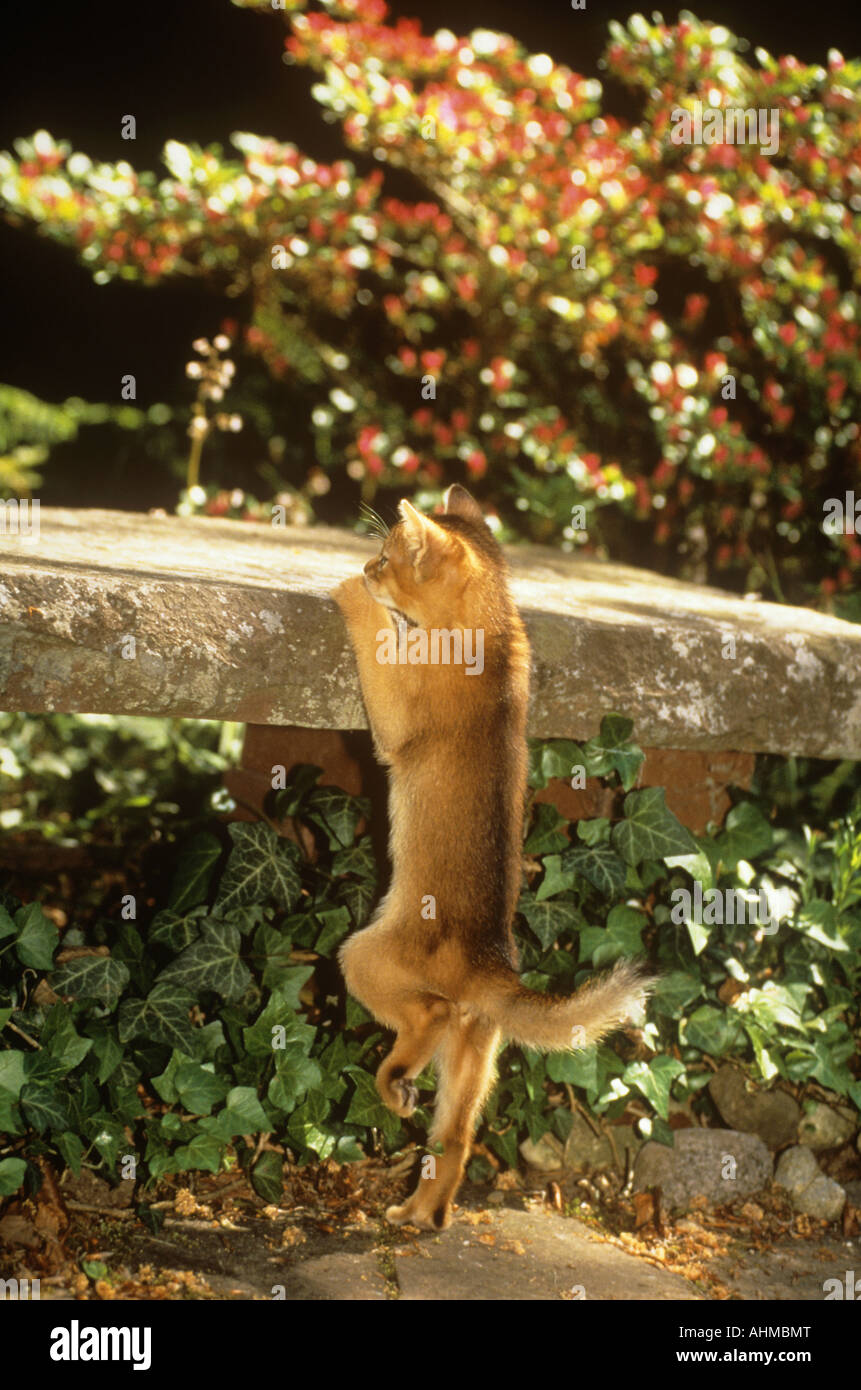 young Abyssinian cat - climbing Stock Photo