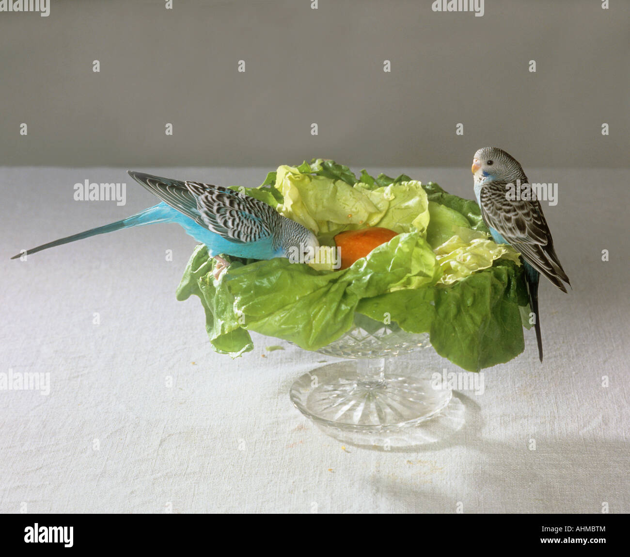 Budgerigar, Budgie (Melopsittacus undulatus) eating lettuce from a glass bowl