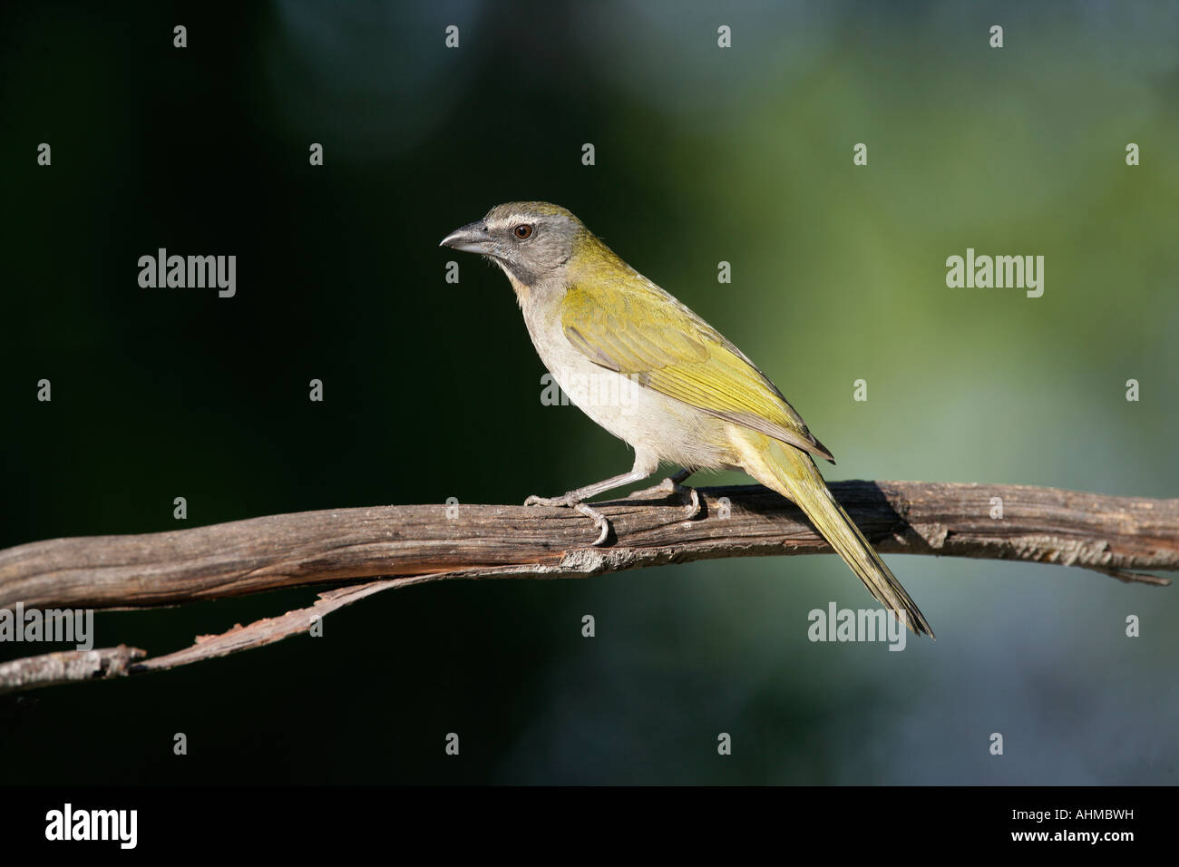 Buff throated saltator Saltator maximus Brazil Stock Photo