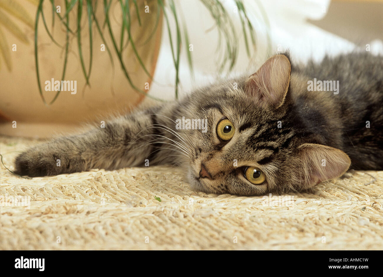 young domestic cat - lying Stock Photo