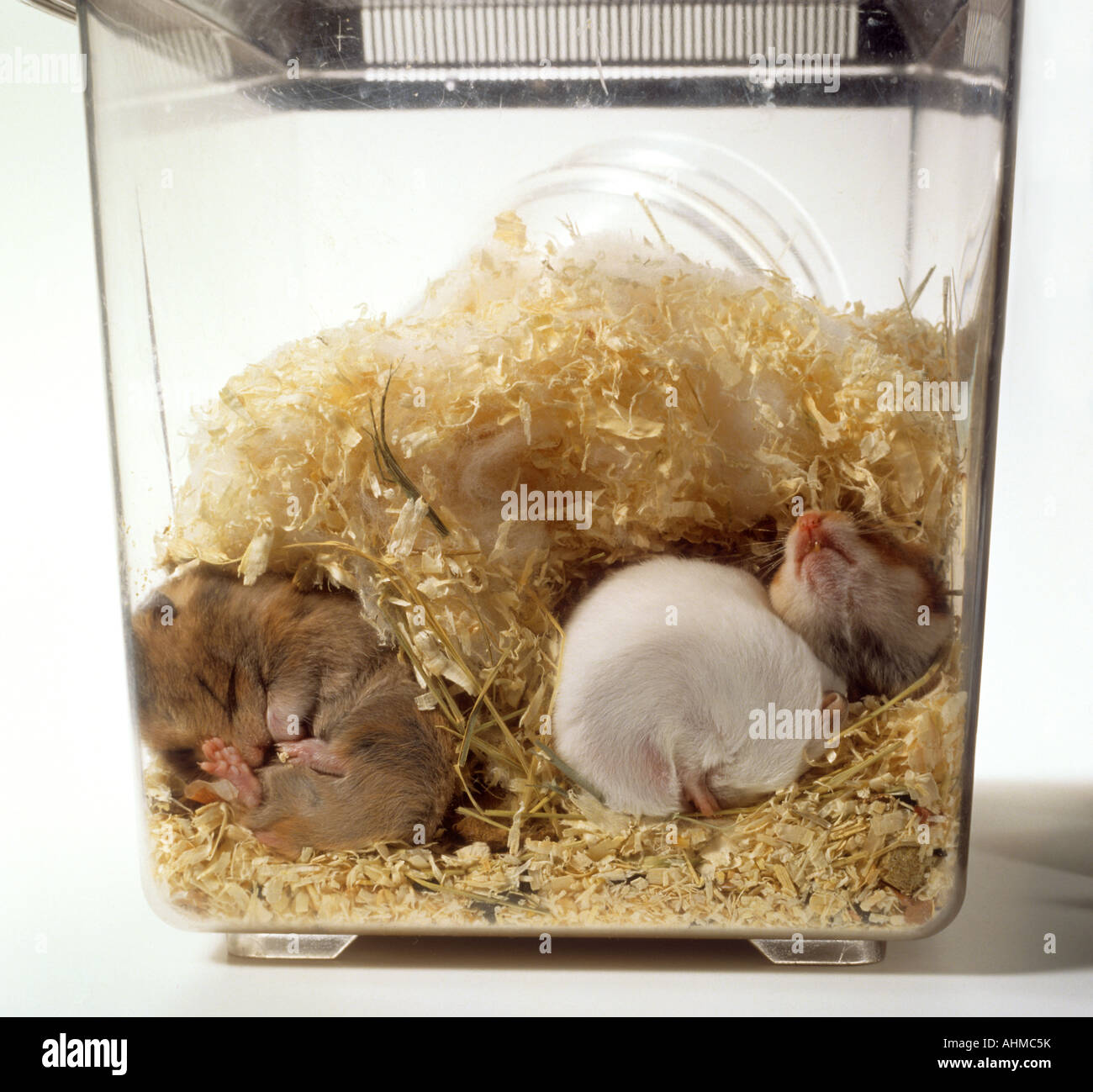 hamsters sleeping Stock Photo Alamy