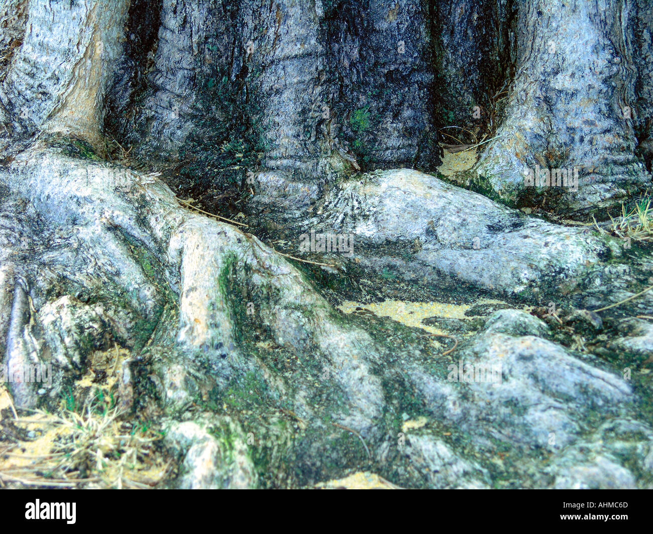 Grounded roots hi res stock photography and images Alamy