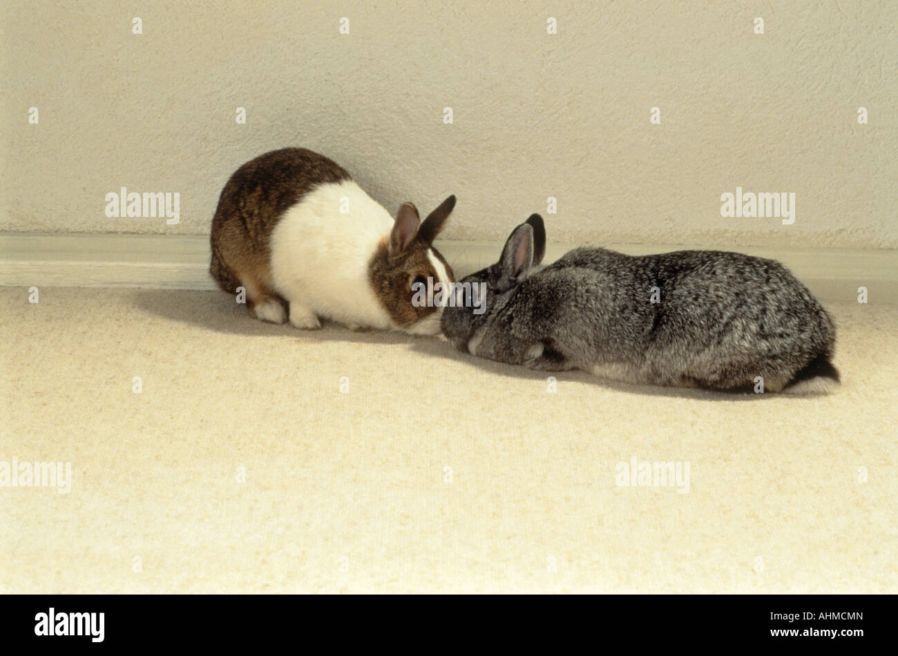 behavior two dwarf rabbits sniffing at each other Stock Photo Alamy