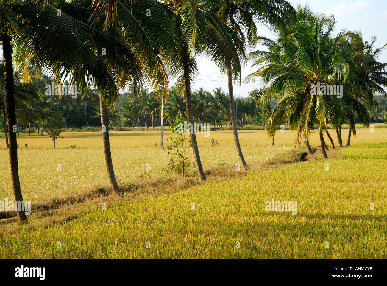 PADDY FIELDS OF PALAKKAD KERALA Stock Photo 8288701 Alamy
