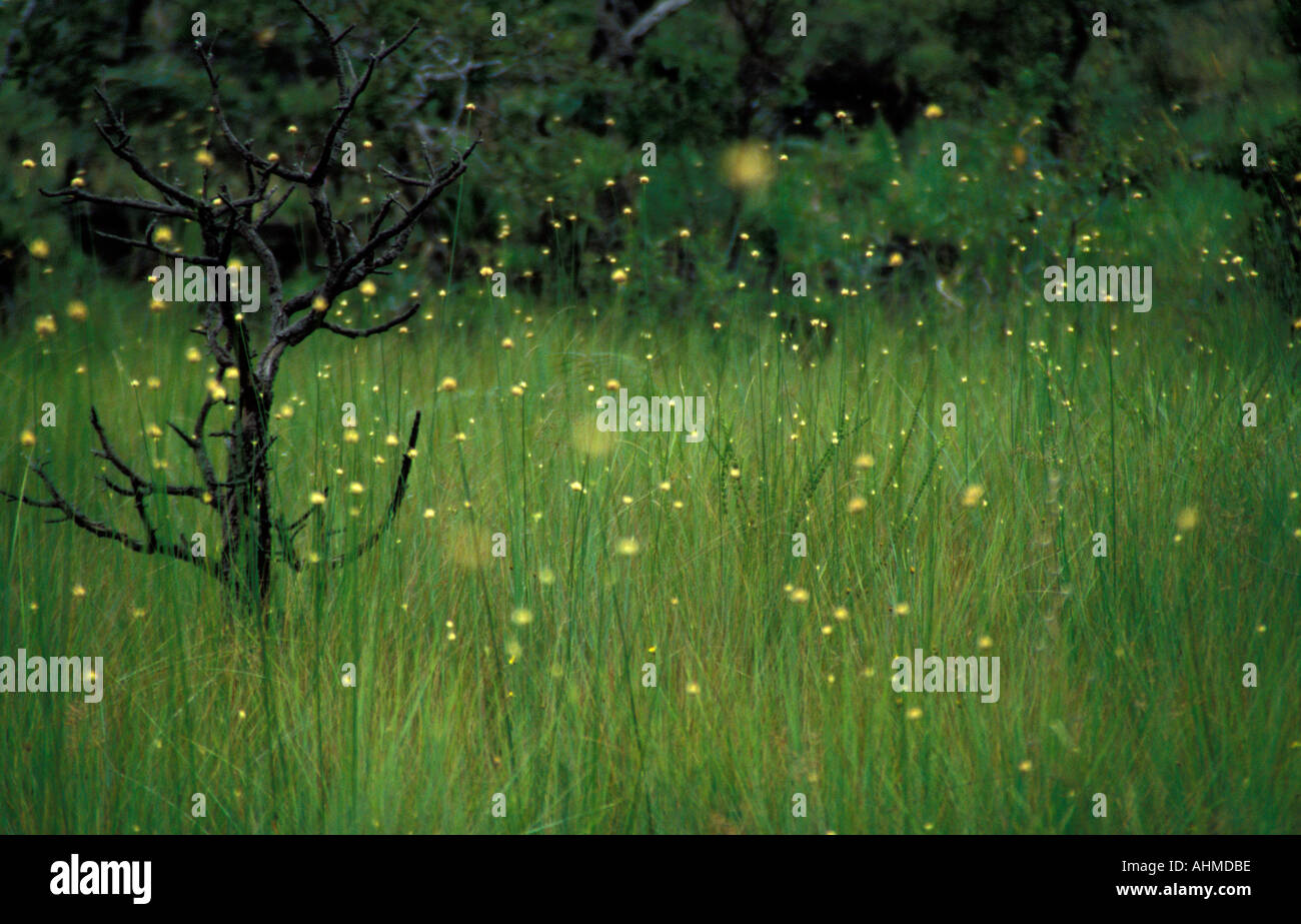Cerrado brazil grassland hi-res stock photography and images - Alamy