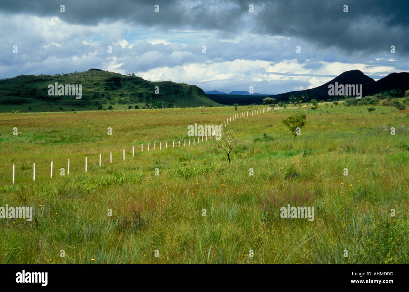 Cerrado brazil grassland hi-res stock photography and images - Alamy