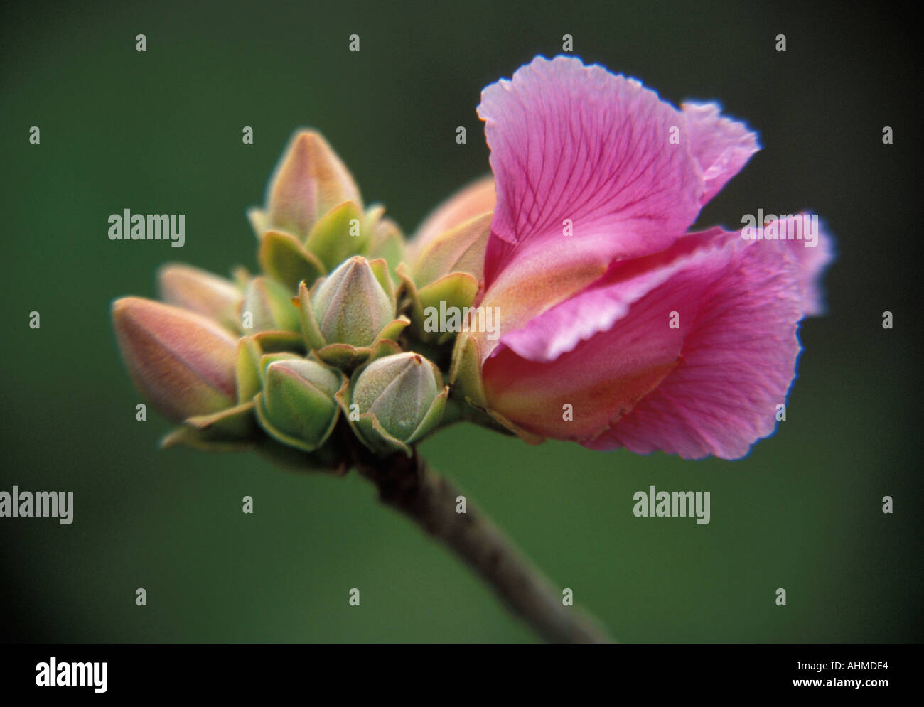 Cerrado brazil hi-res stock photography and images - Alamy