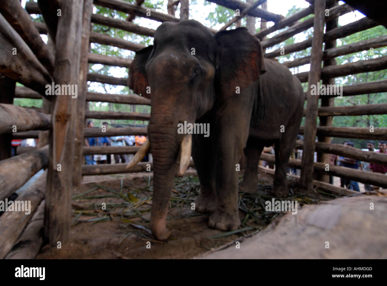 CAPTURED WILD ELEPHANT IN PEPPARA TRIVANDRUM Stock Photo 8288716 Alamy