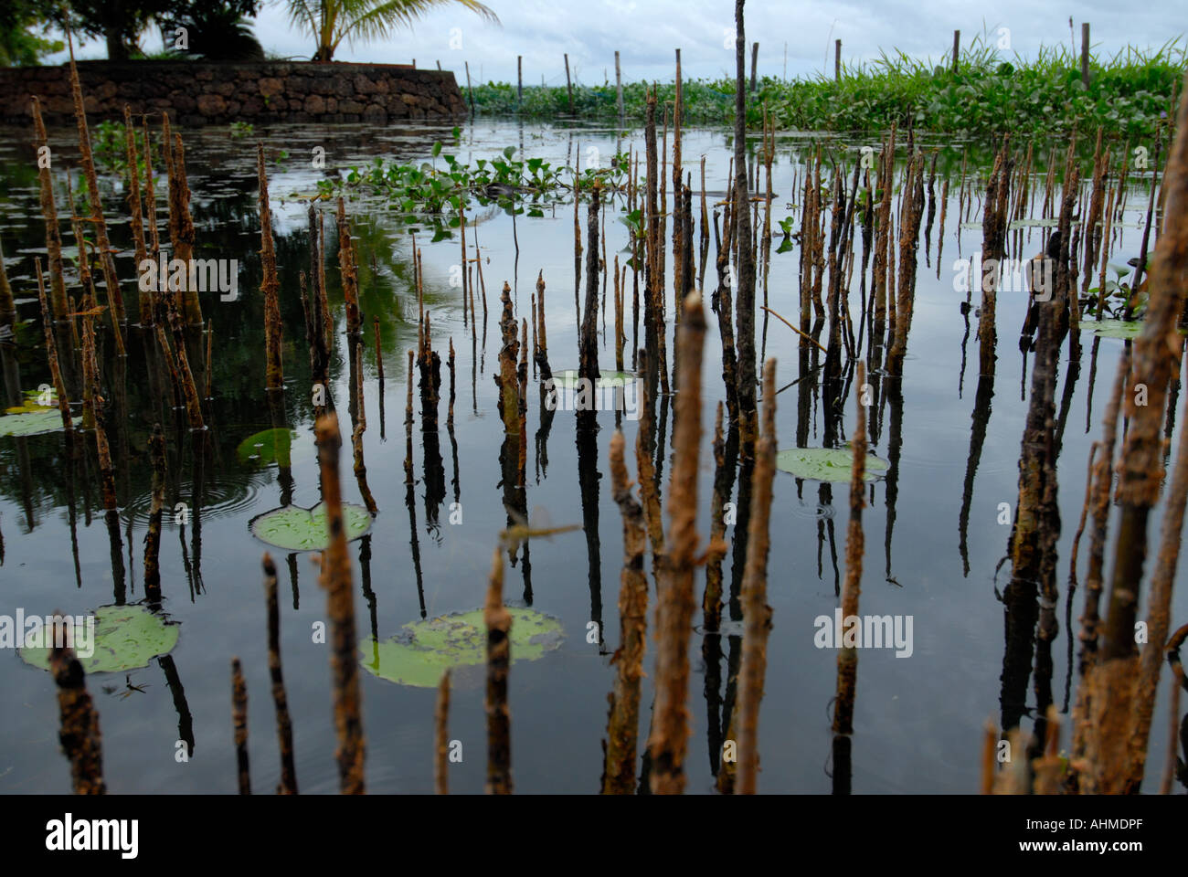 STUMPS NEAR THE SHORES OF VEMBANADU LAKE KUMARAKOM KERALA Stock Photo