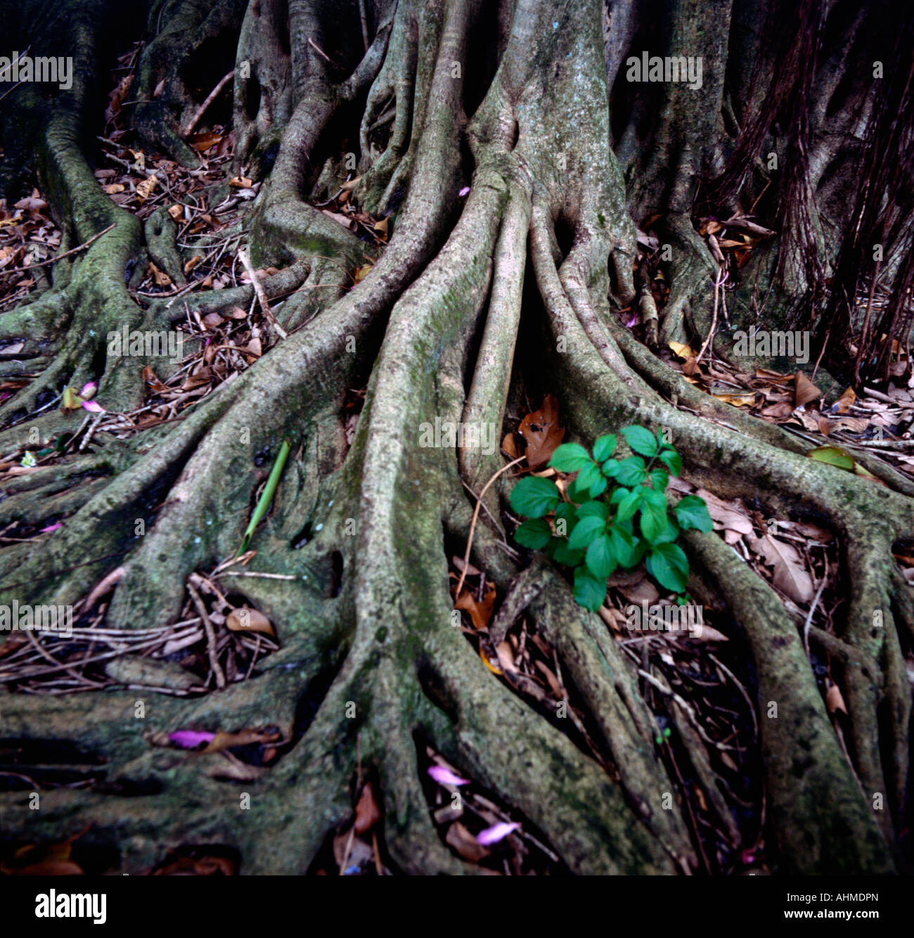 Tangled roots of Banyon tree Stock Photo Alamy