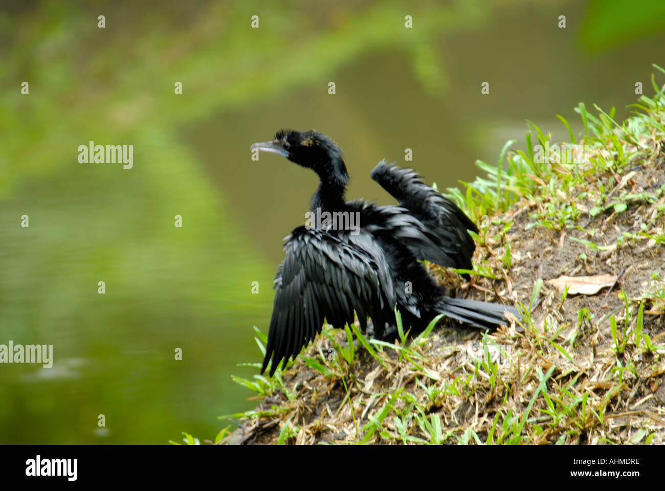 DARTER IN KUMARAKOM KERALA Stock Photo