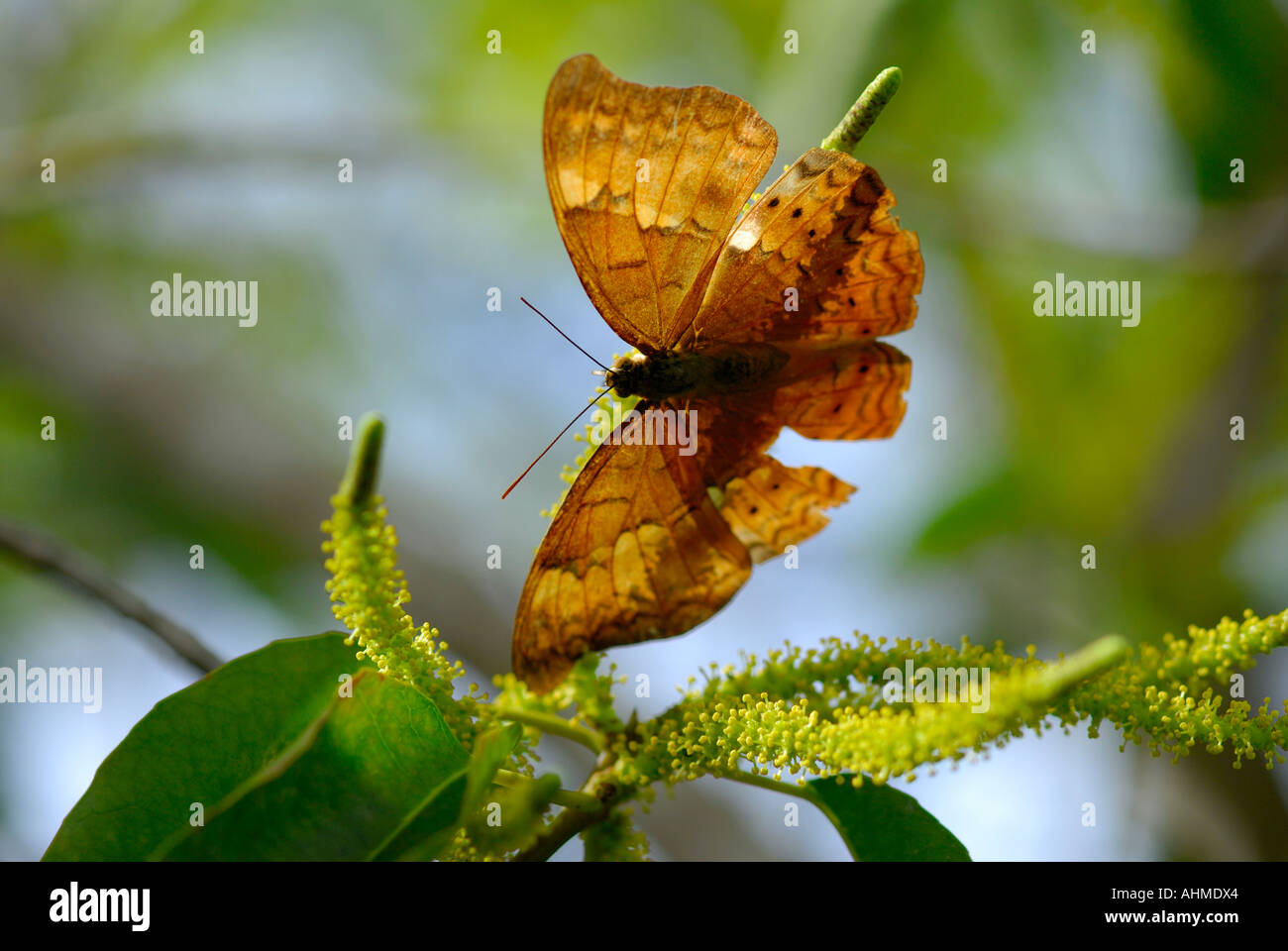 BUTTERFLY KUMARAKOM KERALA Stock Photo Alamy
