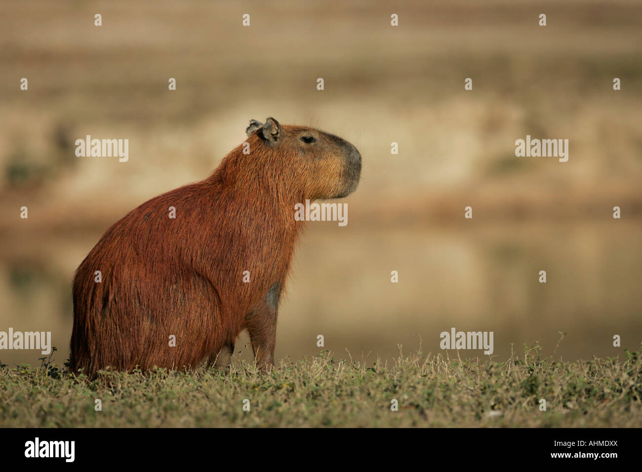 capybara wikipedia