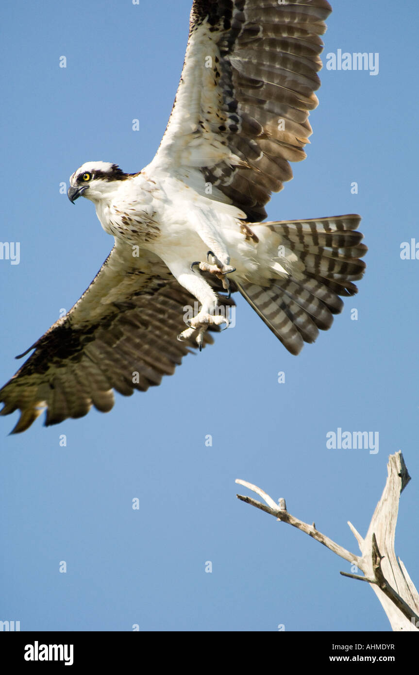 Osprey caribbean hires stock photography and images Alamy
