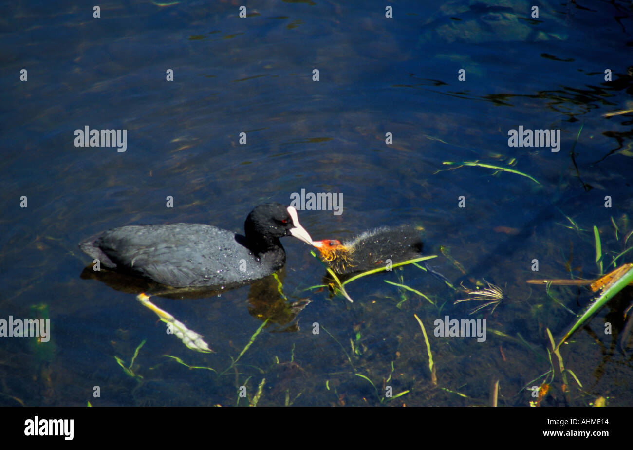 Coot feeding the young Stock Photo