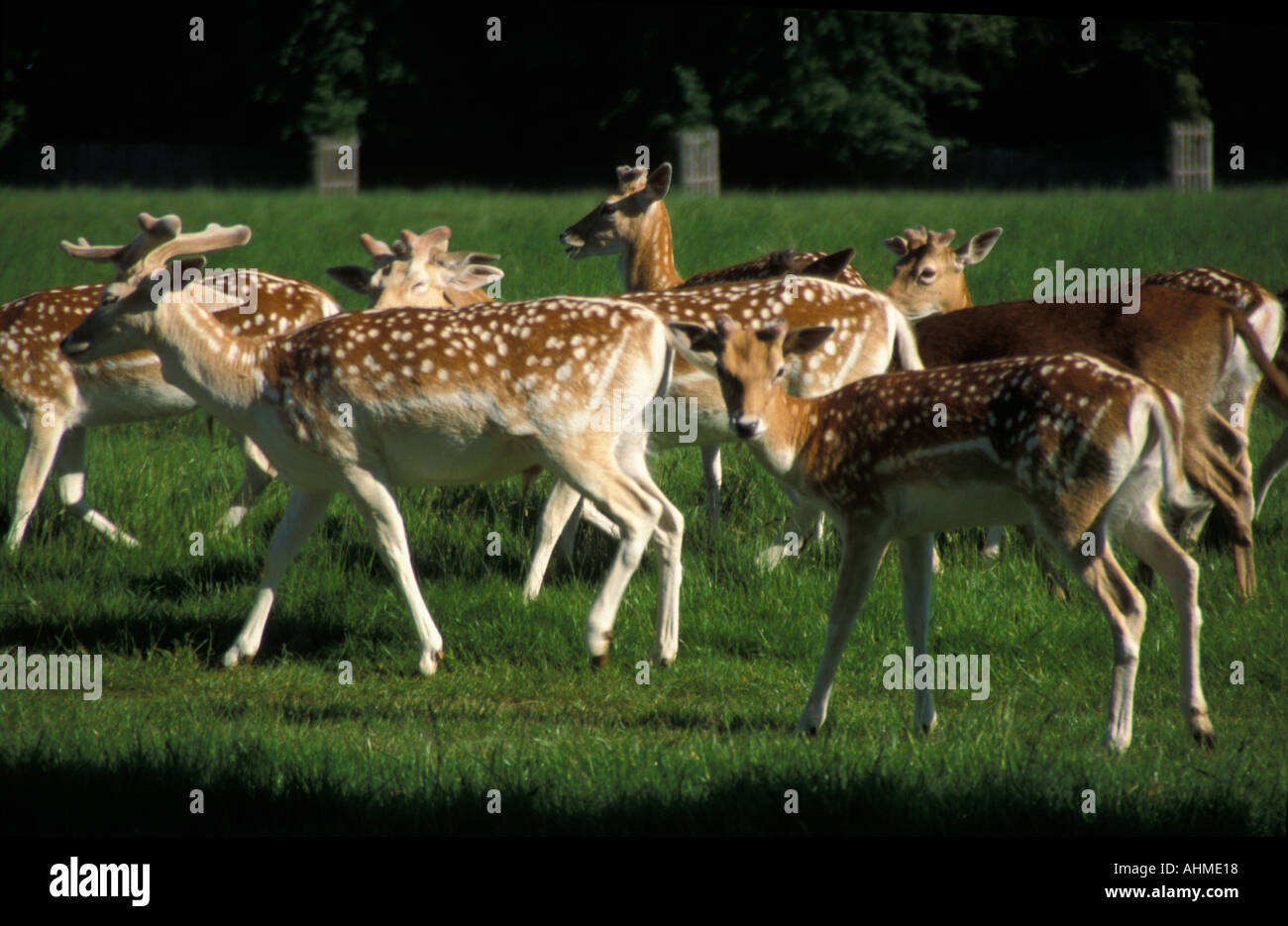 Fawns Young Fallow Deer Stock Photo
