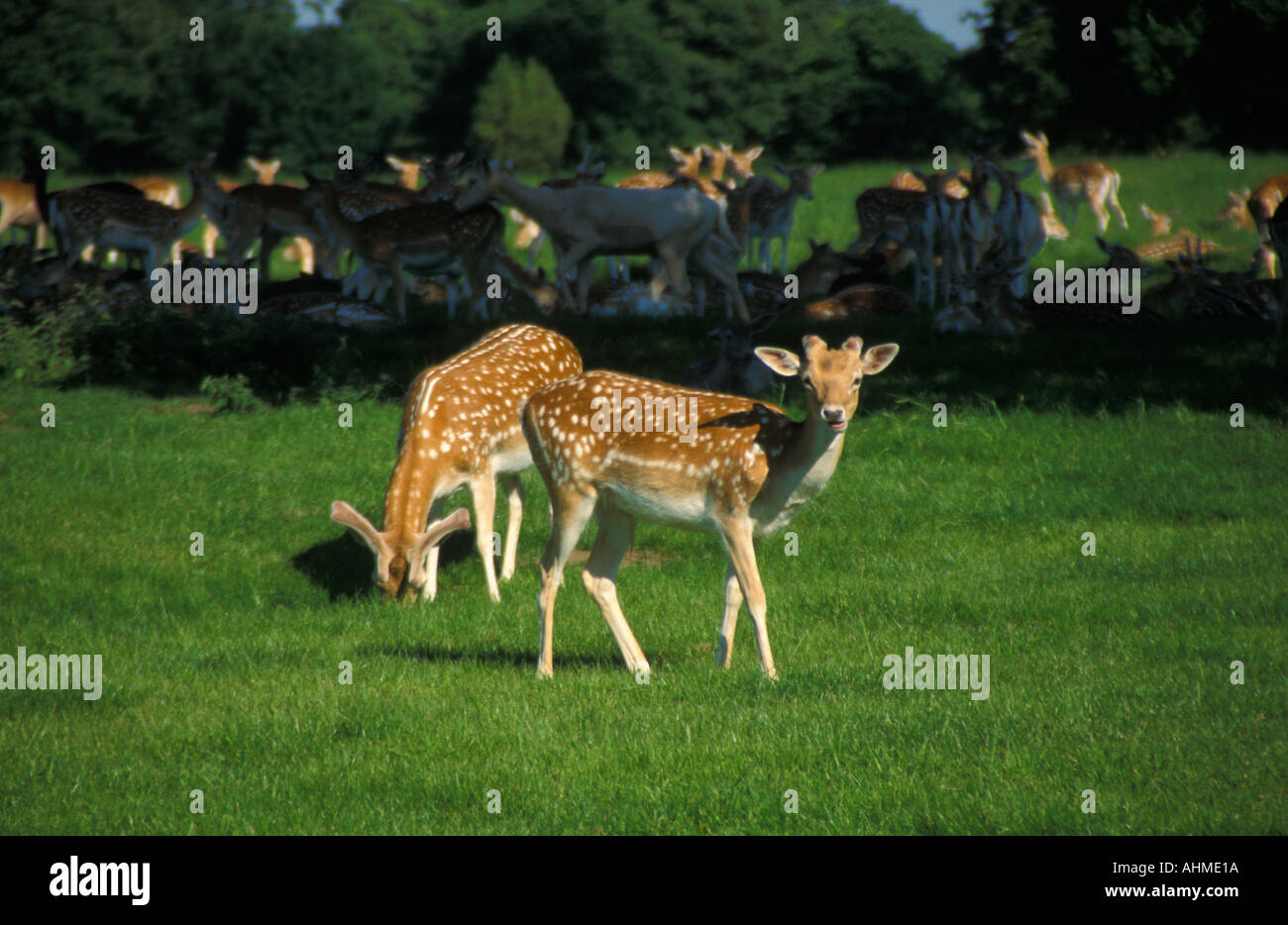 Fawns Young Fallow Deer Stock Photo
