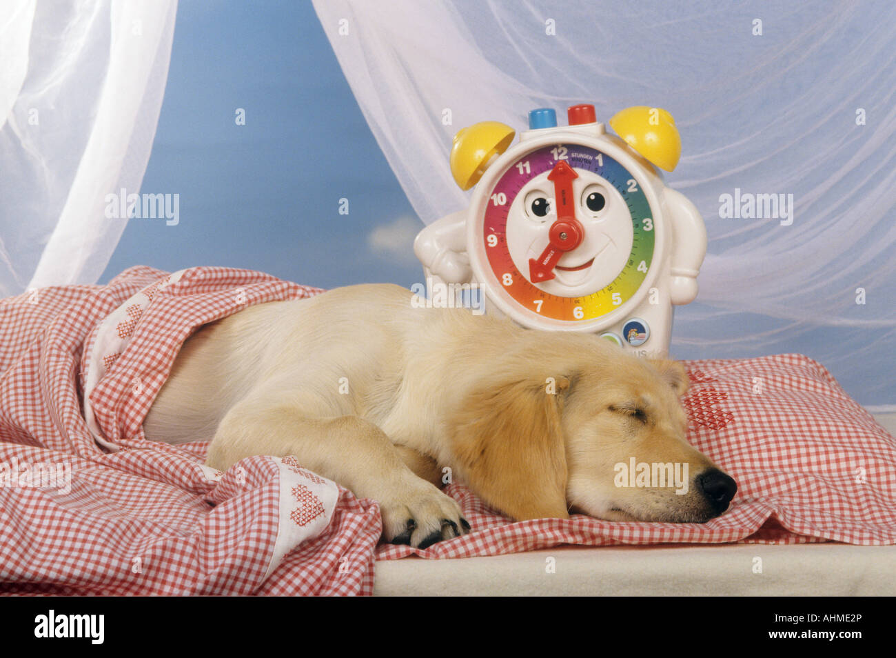 Golden Retriever dog puppy - sleeping in bed Stock Photo - Alamy