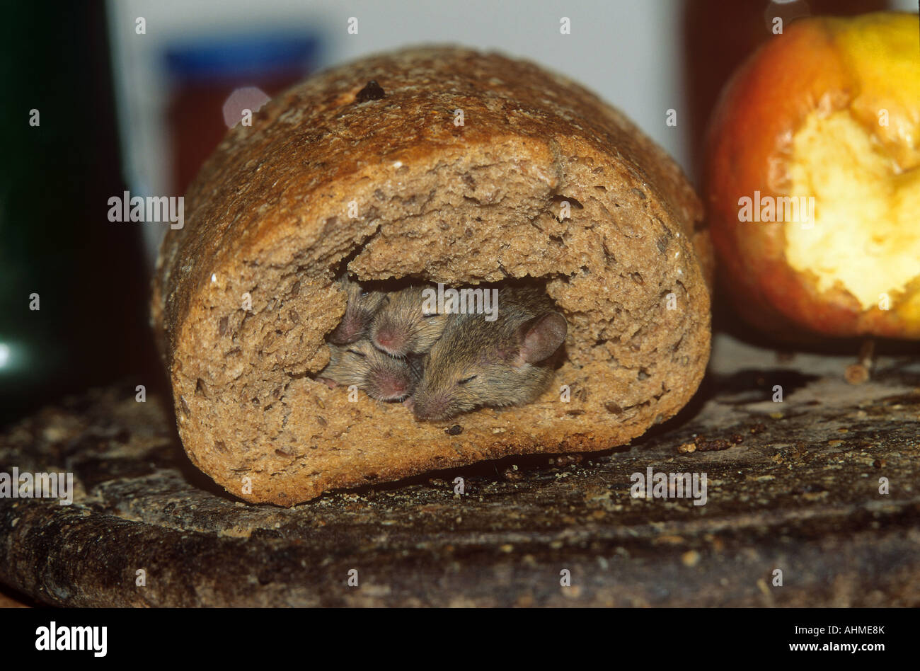 young mice in bread Stock Photo Alamy