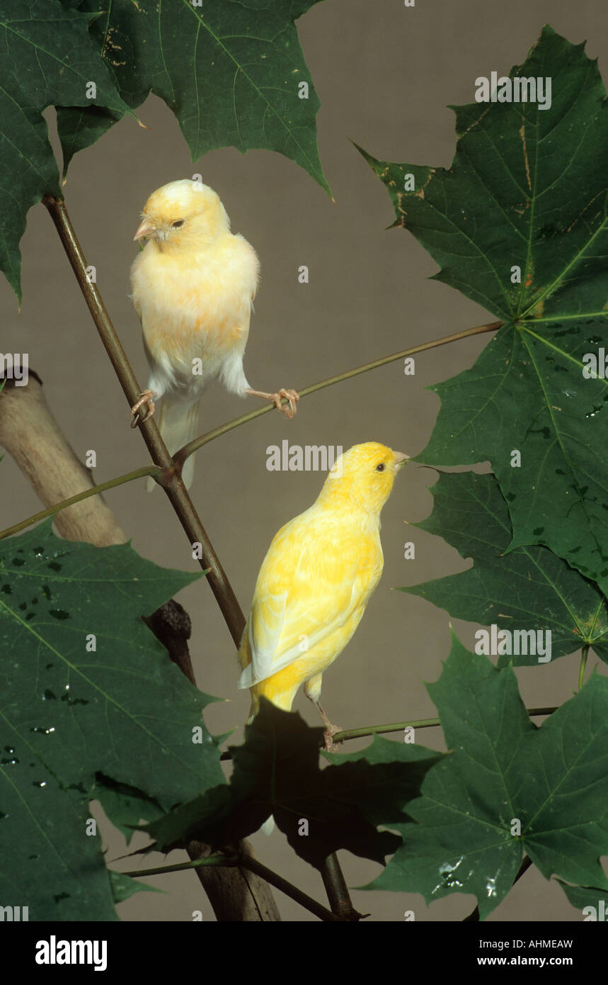 two canaries on twig / Serinus canaria Stock Photo