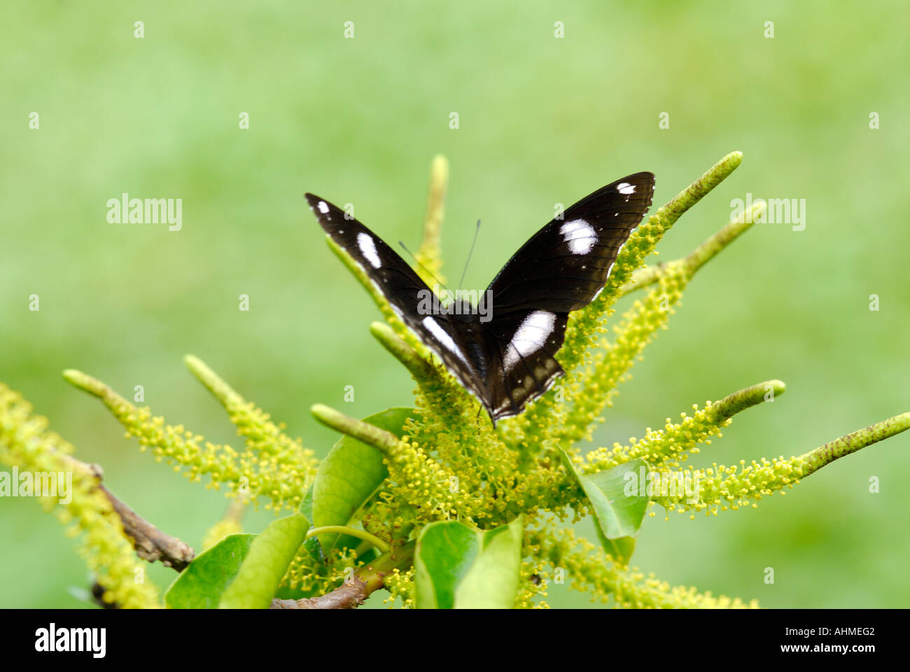 Butterflies of kerala hires stock photography and images Alamy