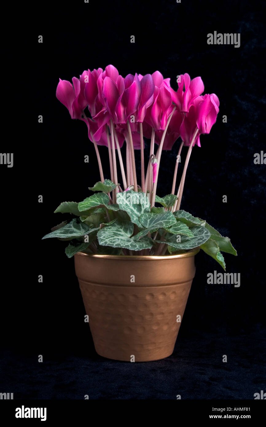 Pink Cyclamen in bronze pot against black background  Stock Photo
