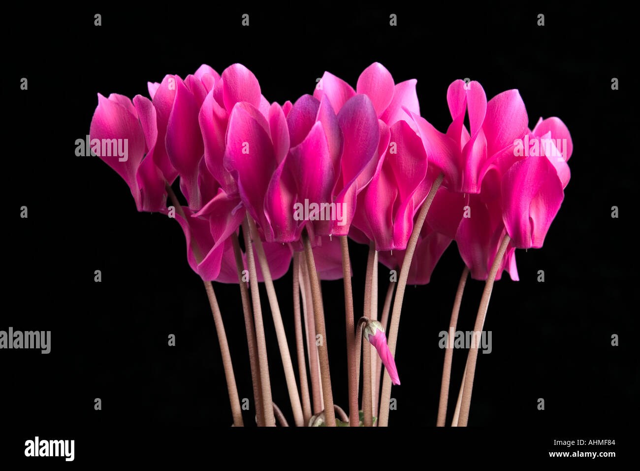 Pink Cyclamen against black background  Stock Photo