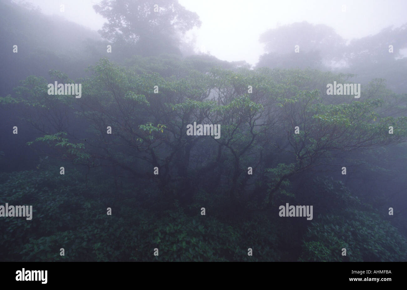 Fogs in forest hi-res stock photography and images - Alamy