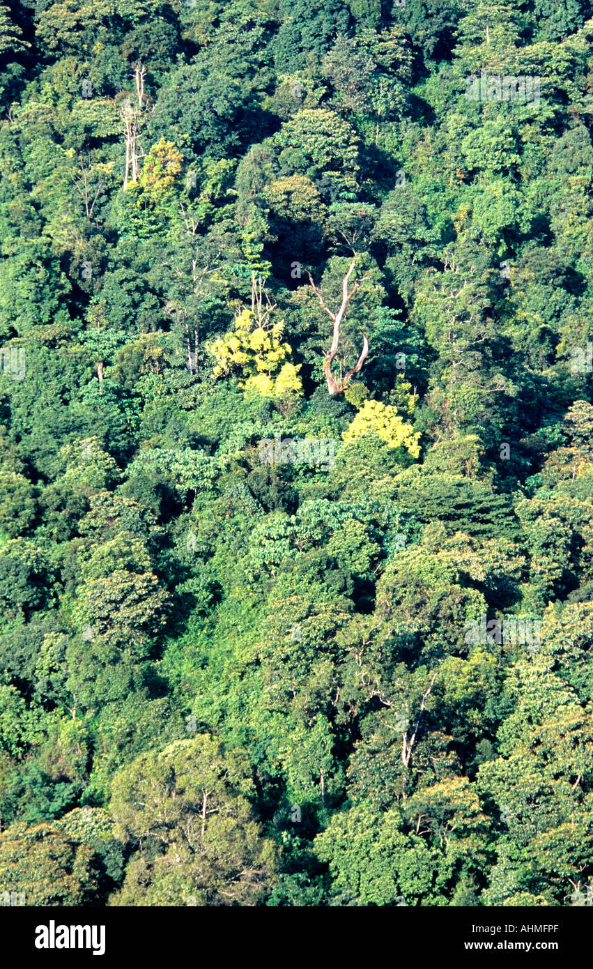 Shola canopy hires stock photography and images Alamy