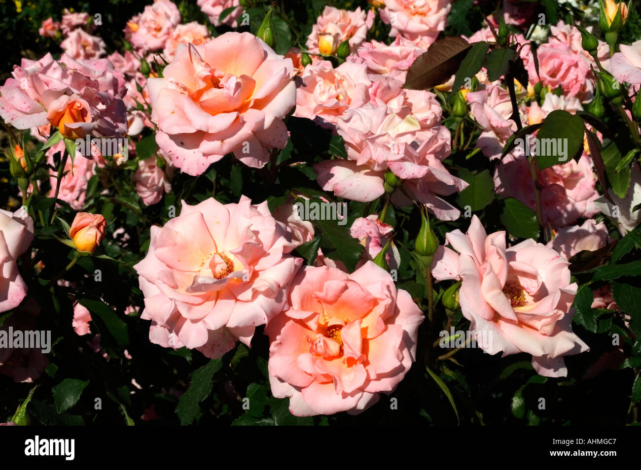 Tuscany Italy Italian Flower Flowers Rose Roses Stock Photo Alamy