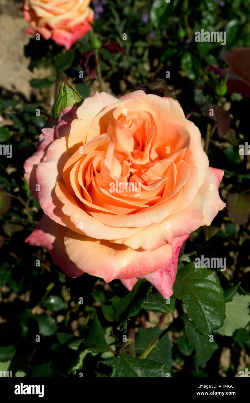 Tuscany Italy Italian Flower Flowers Rose Roses Stock Photo Alamy