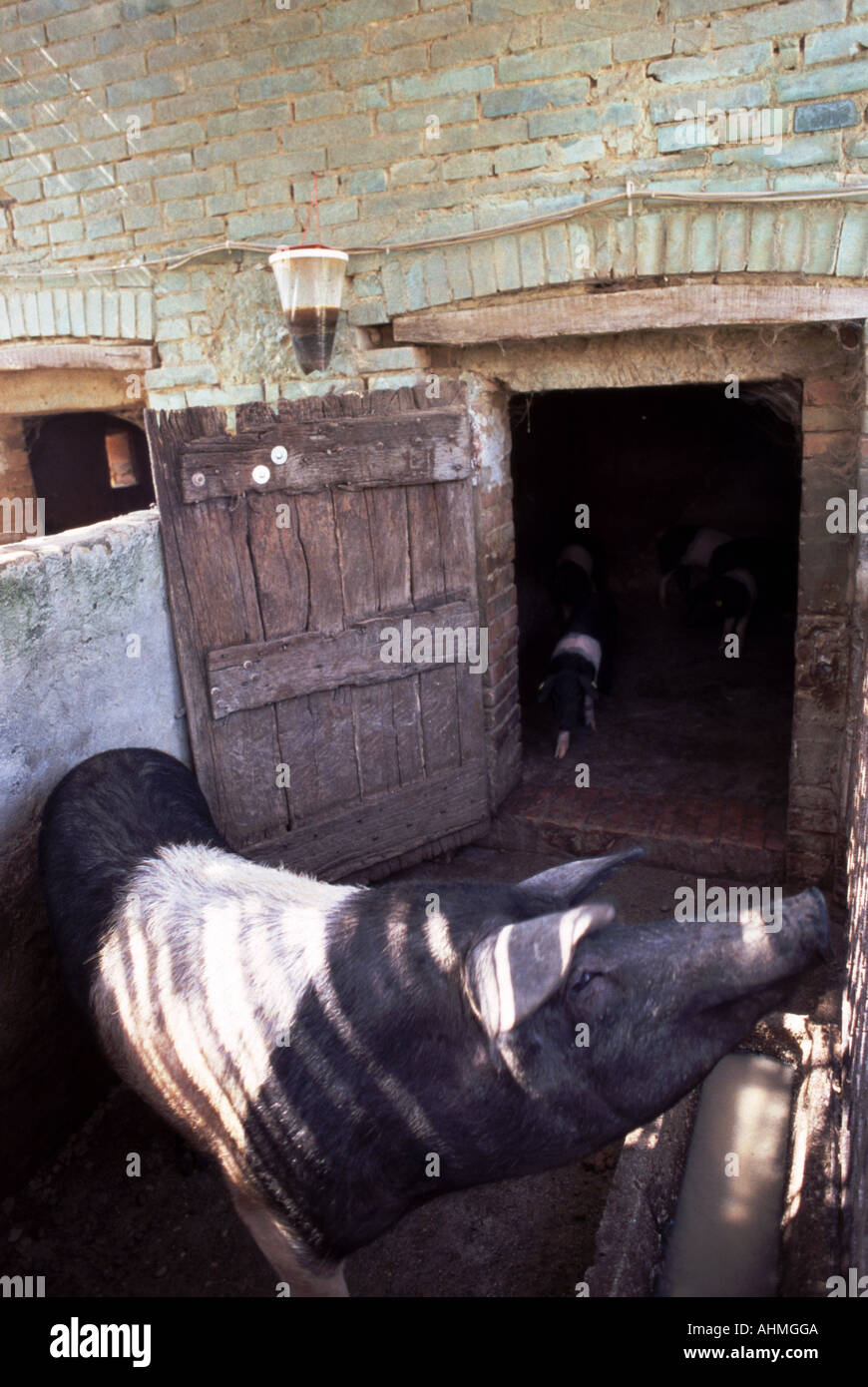 Pig 01, Tuscany Stock Photo