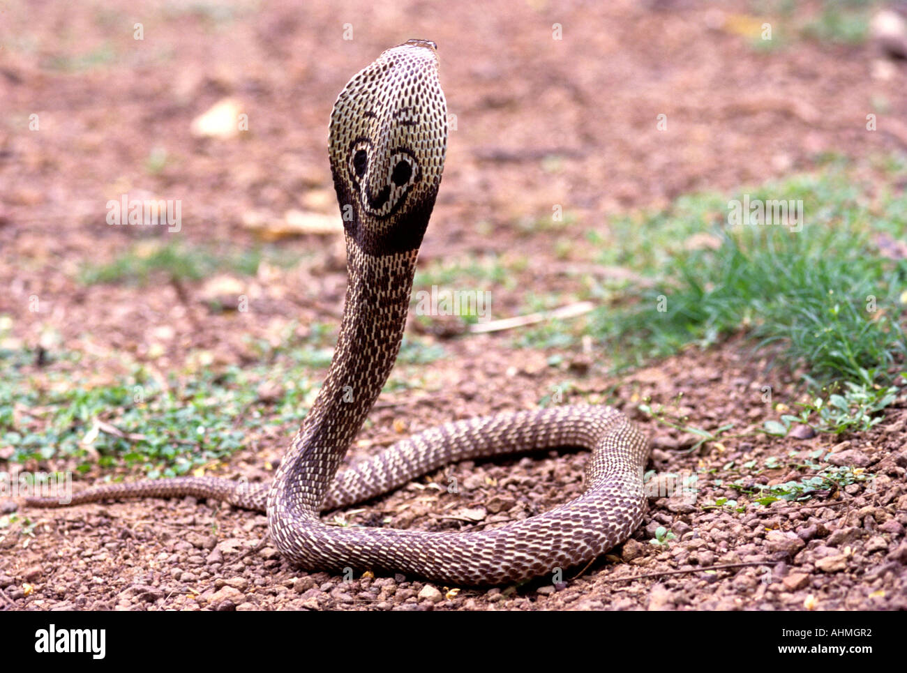 Kerala poisonous snake hires stock photography and images Alamy